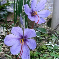 Crocus Safran - Crocus Sativa